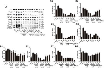 Inhibitory effect of main phenolic acid components of Jacobaea cannabifolia (Less.) on inflammation caused by PM2.5